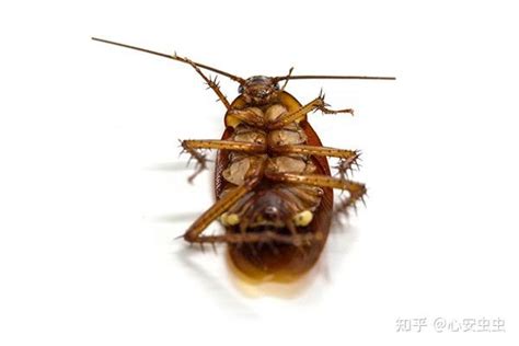 蟑螂为什么喜欢在家里出没，如何才能快速消灭它们？ - 知乎