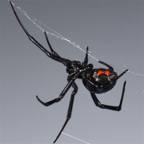 Western Black Widow Spider