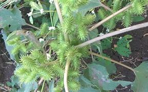 Image result for Xanthium