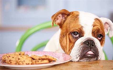 狗狗可以吃人吃的饼干吗？_百度知道