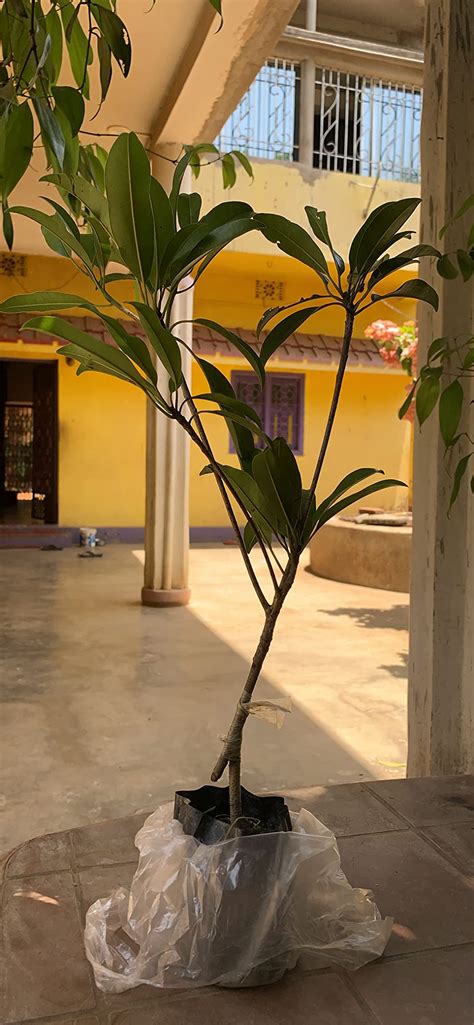 Eroanvia Long Chikoo Plant/Sapota Thai Variety Grafted Plant Height 2-3 ...