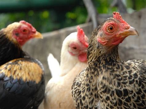 World Day for Farmed Animals celebrated across Asia