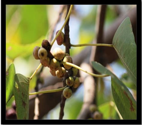 CSIR-NEERI Biodiversity Portal