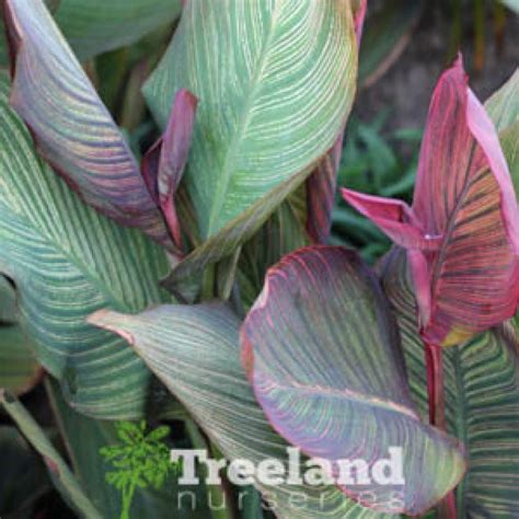 TROPICANNA™ CANNA LILY (Canna indica 'Phasion' P.P.10,569) - Treeland ...