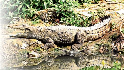 Croc Deaths In Vishamitri On The Rise, Reason A Mystery | Vadodara News ...
