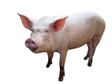 Pig png (28) - Photo #2209 - BiNps PNG Website