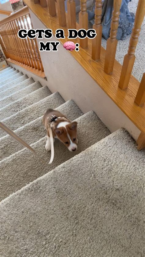 Don’t make unnecessary journeys!!! : r/corgi