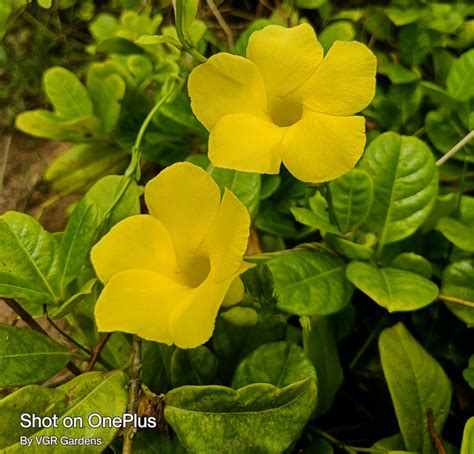 Yellow Creepers Plants at Ruby Vannatter blog