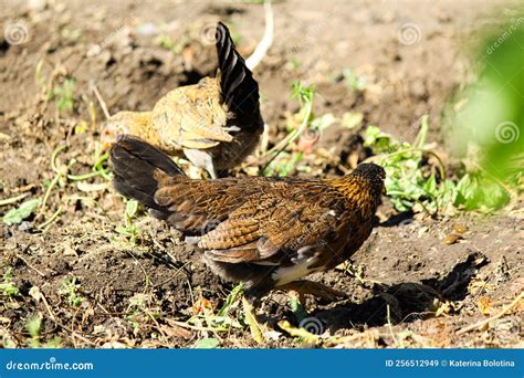Domestic Poultry Farm. Young Hens and Chickens in the Fields. Domestic ...