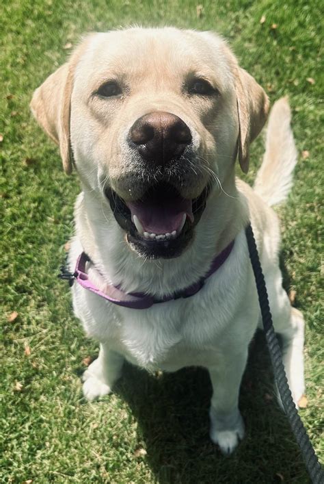 Meet the K9s | LSU Police