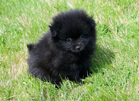 Black Puppy Pomeranian
