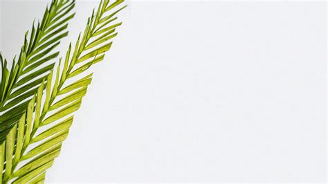 [100+] Palm Sunday Backgrounds | Wallpapers.com