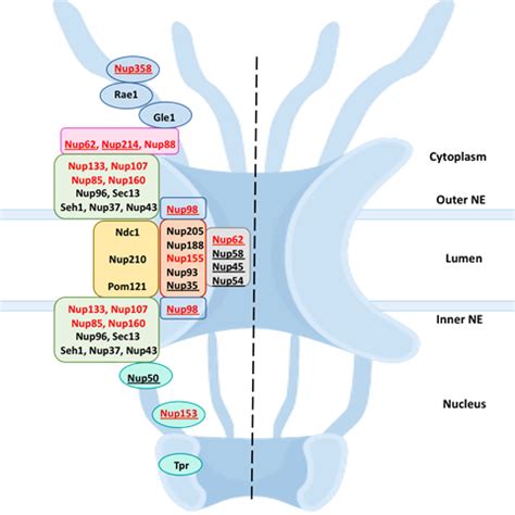 National Centre for Cell Science