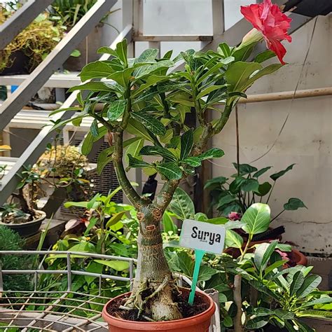 Adenium Surya | Ropani