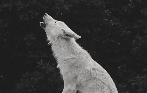 Image result for 51 Wolves Howling