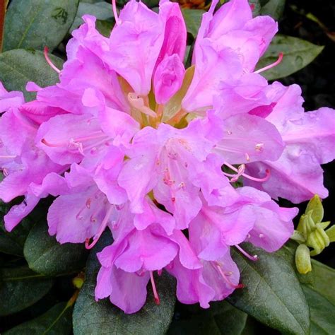 'Roseum Elegans' Rhododendron | Shop Rhododendron Online – Bay Gardens