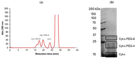 Lysine-PEGylated Cytochrome C with Enhanced Shelf-Life Stability