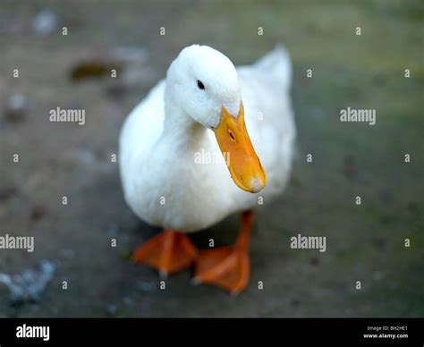 White duck with yellow beak Stock Photo - Alamy