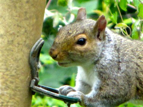 Maggie & the Squirrel in Spanish | agreenmouse.com