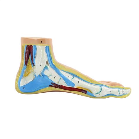 Foot Anatomical Model Including Muscles Ligaments Human Foot Anatomy ...