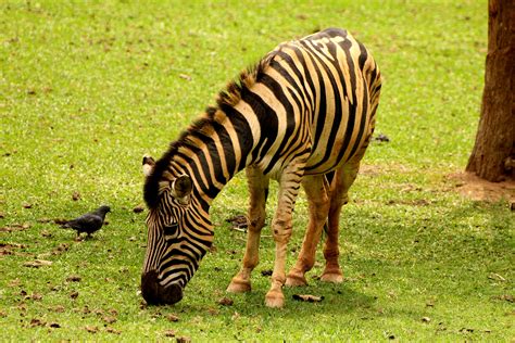 Free Images : animal, wildlife, wild, zoo, fauna, savanna, zebra ...