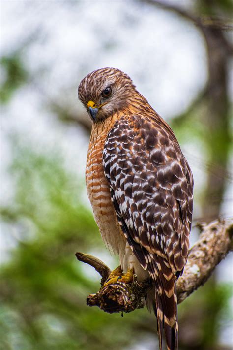 Red Shouldered Hawk : r/wildlifephotography