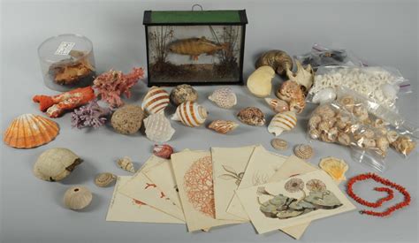 Image result for Sea Shells Prints