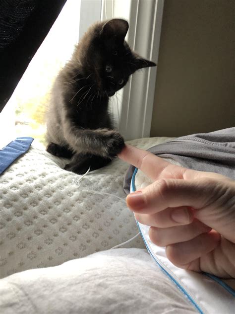 Names Thackery Binx nice to meet you. : r/cats