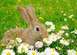 Image result for Rabbit Ail Flower