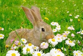 Image result for Rabbit in Flower Garden