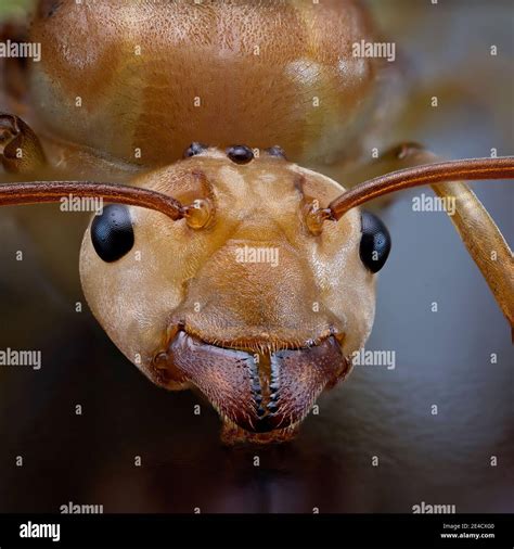 Ultra macro image of the face of a queen green ant Stock Photo - Alamy