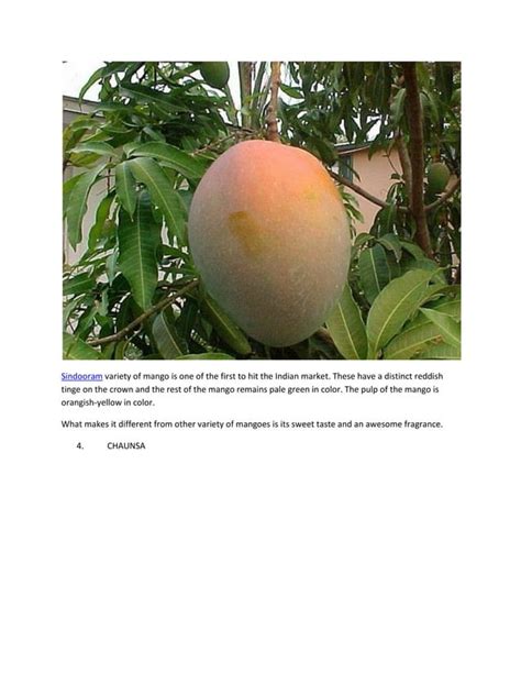 Image result for Mango Types Mango Varieties