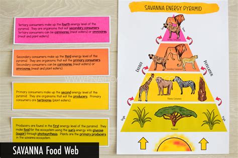 Savanna Food Web and Food Chains Learning Resources | The Pinay ...