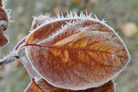Image result for frost on leaves