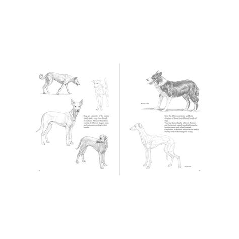 Approach To Drawing Animals By Gopal Nandurkar | Art Lounge