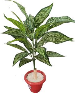 BAARIG Beautiful Croton Alocasia Plant tree with 26 Long Leaves Without ...