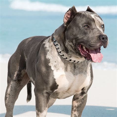 American Bully Xxl Black | 09rosaline
