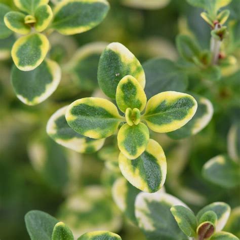 Тимьян лимоннопахнущий Variegated (Вариегэйтид) в горшке д-9 см ...