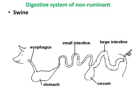 Digestion and Absorption in Ruminant and Non-ruminant.pptx