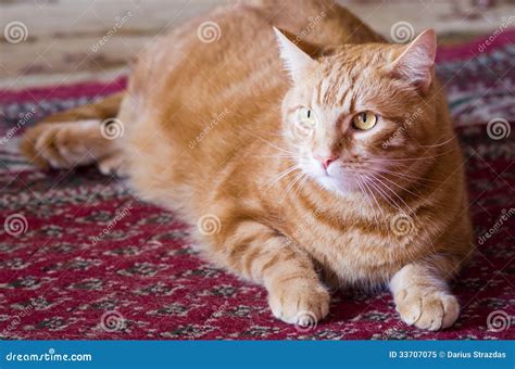 Orange tabby cat stock image. Image of friendly, indoors - 33707075