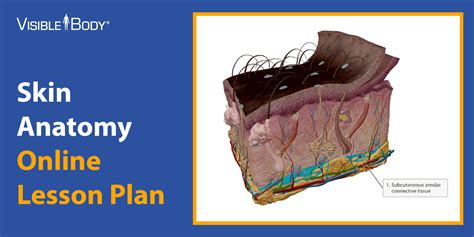 Image result for Visible Body Courseware