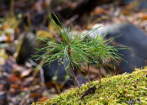 Image result for Plantlets Examples