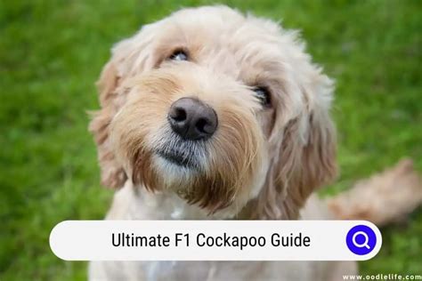 Image result for F1 Cockapoo