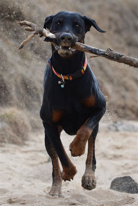 Doberman Lab Mix: Personality, Temperament, Health Issues, Facts