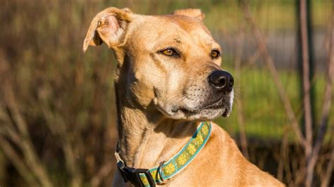 44 Pitbull Mix Breeds With Photos