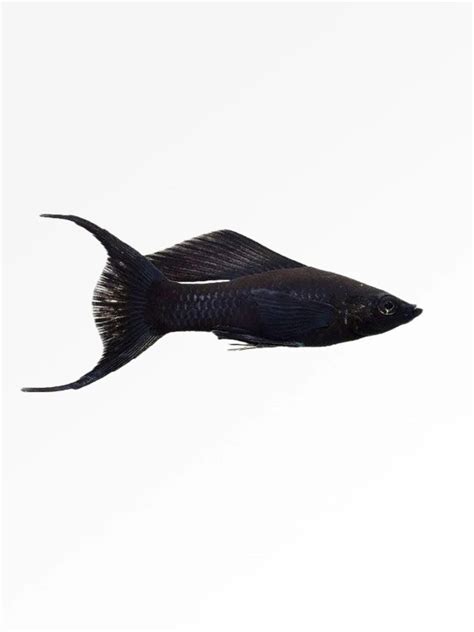 Baloon Molly Lyretail (Pair) – Best4Pets