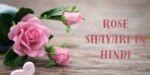 Rose Shayari In Hindi | गुलाब पर शायरी - Shayari lyrics