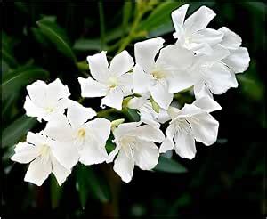 ALL TIME Korobi flower plant Pack of 1 : Amazon.in: Garden & Outdoors