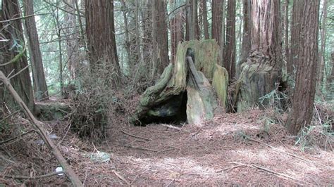 FOREST OF NISENE MARKS STATE PARK - All You Need to Know BEFORE You Go ...