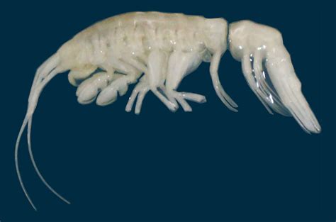 Predatory Crustacean Species Discovered in Atacama Trench | Sci.News